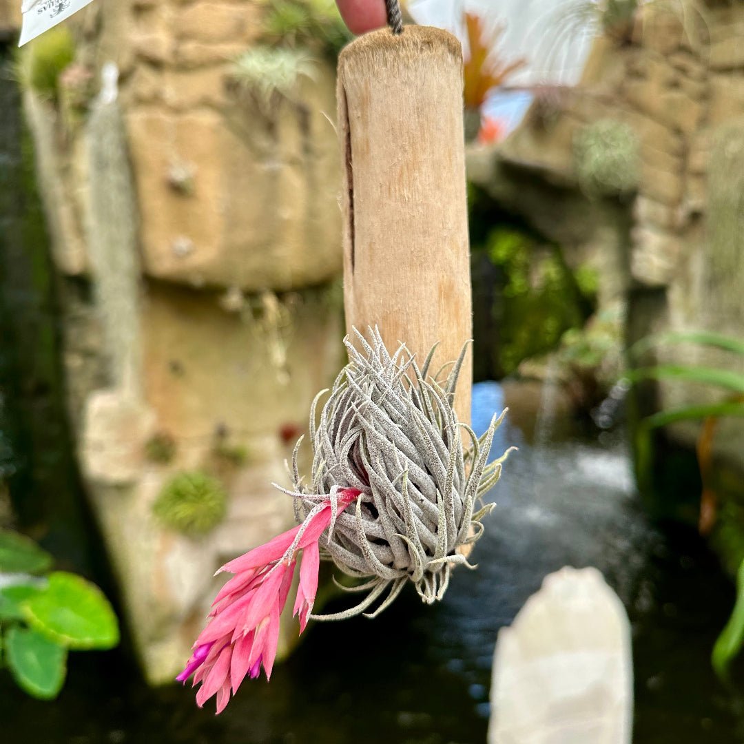 Specimen 1, One Available - Rainforest Flora