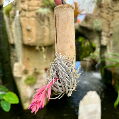 Specimen 1, One Available - Rainforest Flora