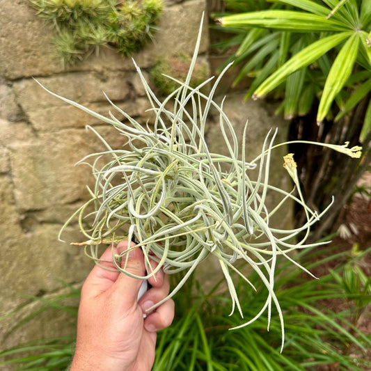 Specimen 10, One Available - Rainforest Flora