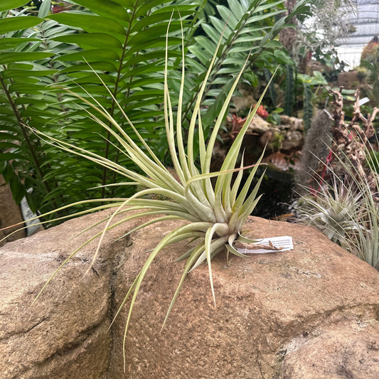 Specimen 12, One Available - Rainforest Flora