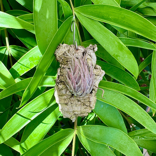 Specimen 12, One Available - Rainforest Flora