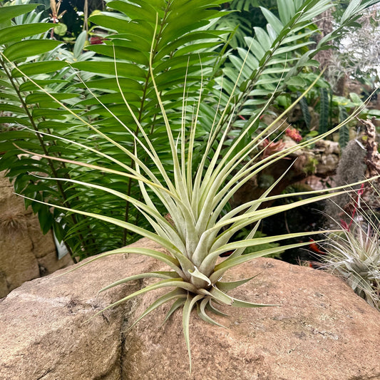 Specimen 16, One Available - Rainforest Flora