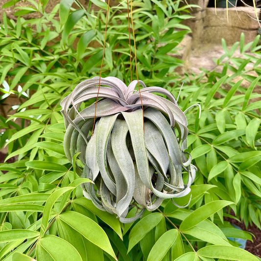 Specimen 2, One Available - Rainforest Flora