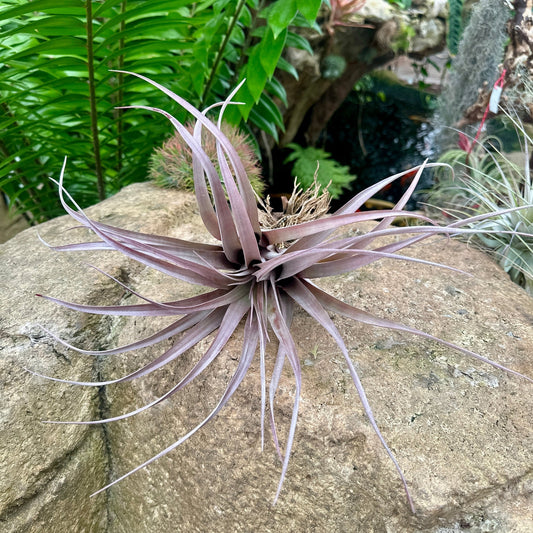 Specimen 21, One Available - Rainforest Flora