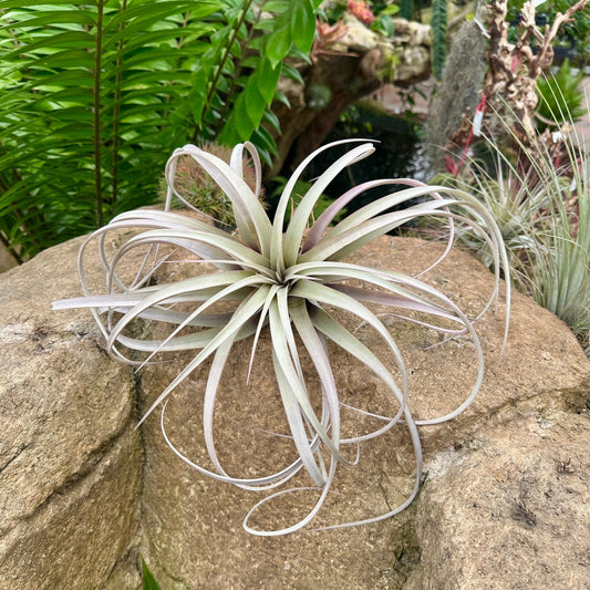 Specimen 24, One Available - Rainforest Flora