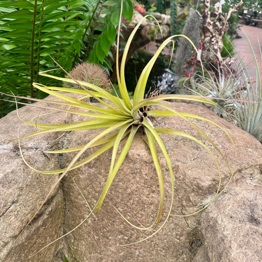 Specimen 25, One Available - Rainforest Flora