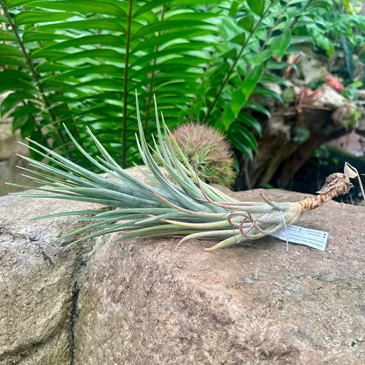 Specimen 28, One Available - Rainforest Flora