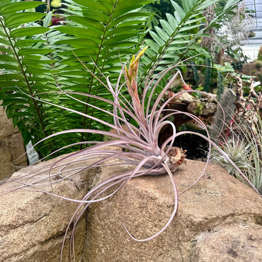 Specimen 30, One Available - Rainforest Flora