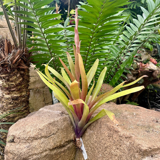 Specimen 31, One Available - Rainforest Flora