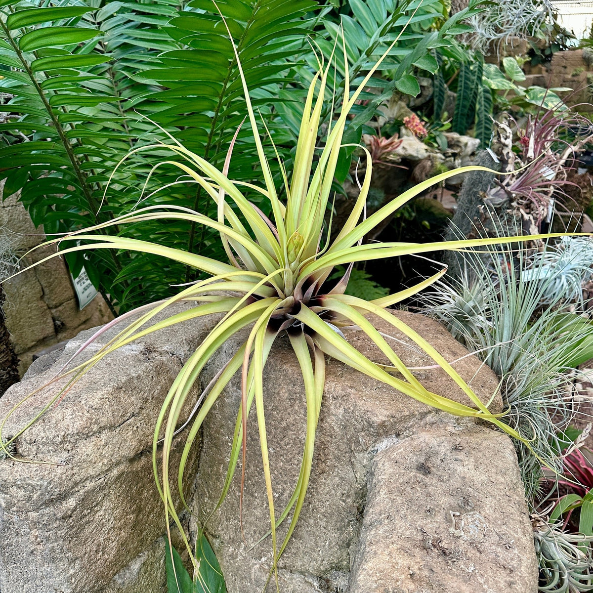 Specimen 35, One Available - Rainforest Flora