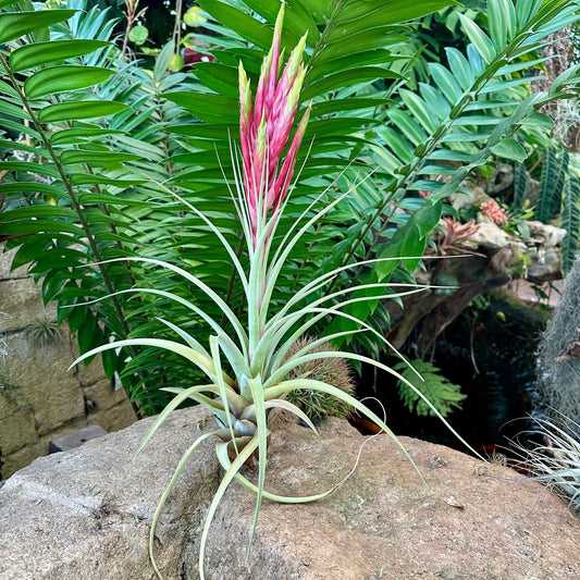 Specimen 39, One Available - Rainforest Flora