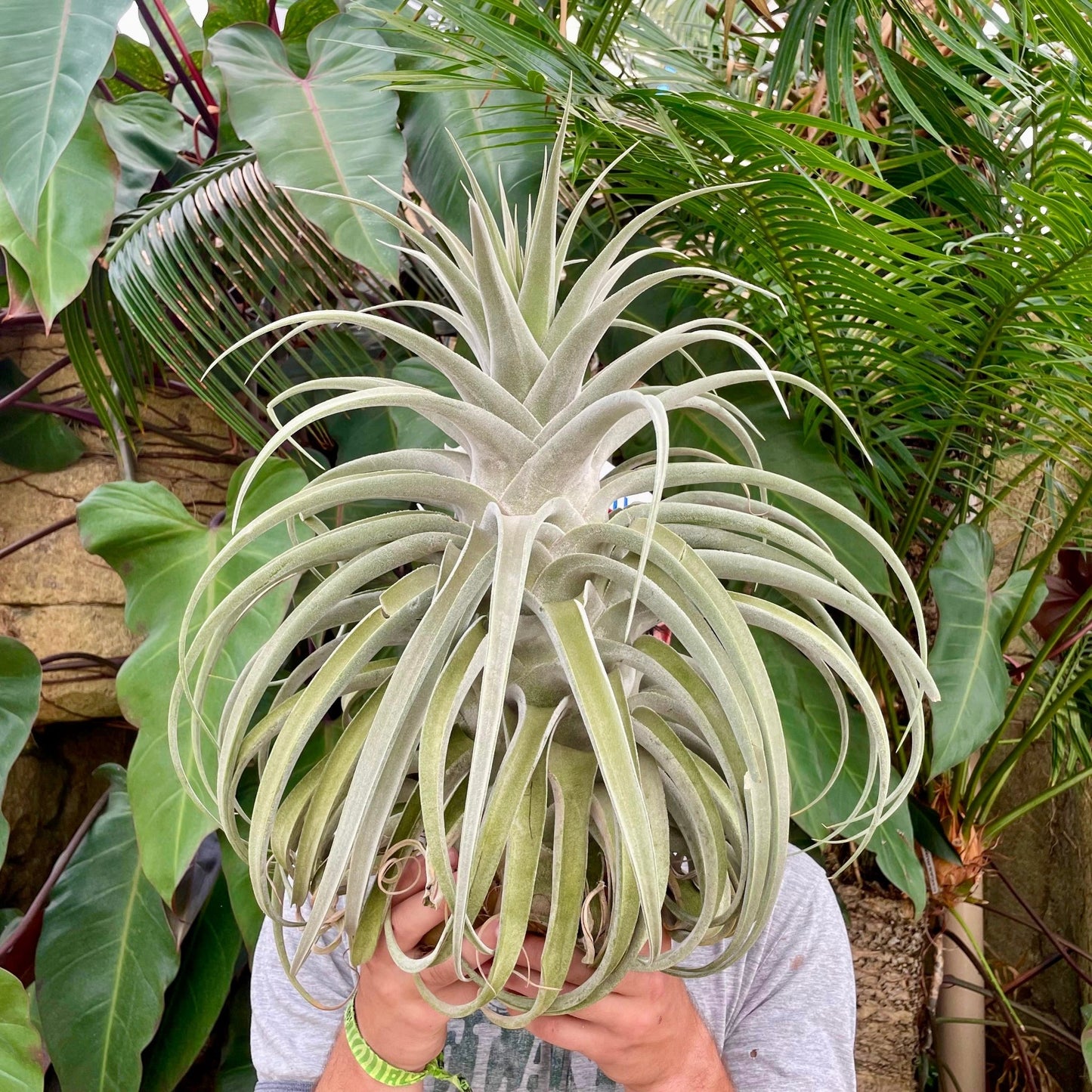 Specimen 5, One Available - Rainforest Flora