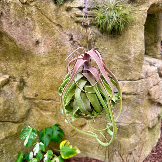 Specimen 5, One Available - Rainforest Flora