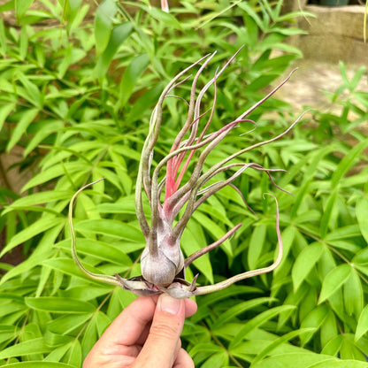Specimen 6, One Available - Rainforest Flora