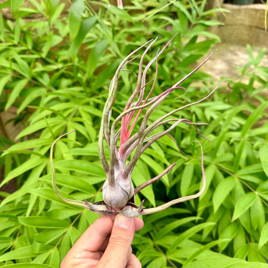 Specimen 6, One Available - Rainforest Flora