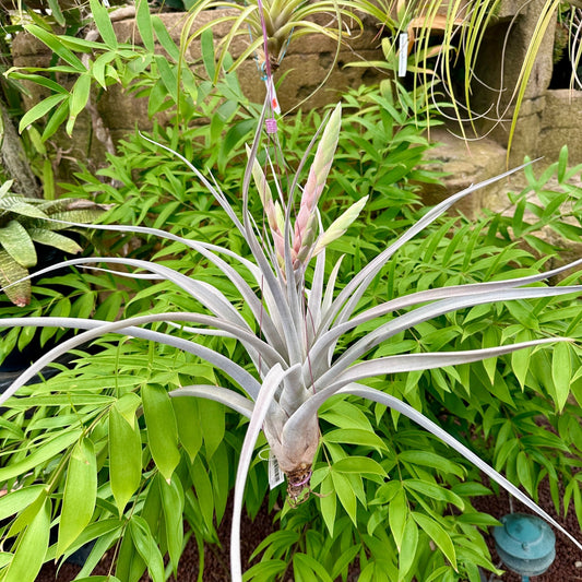 Specimen 7, One Available - Rainforest Flora