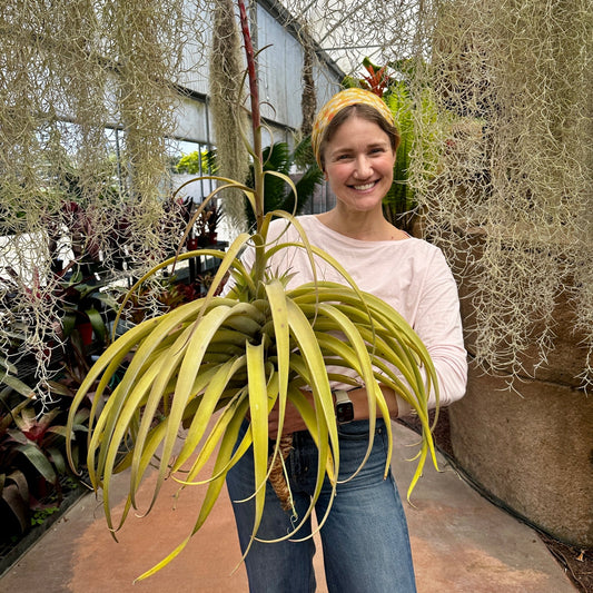Specimen 7, One Available - Rainforest Flora