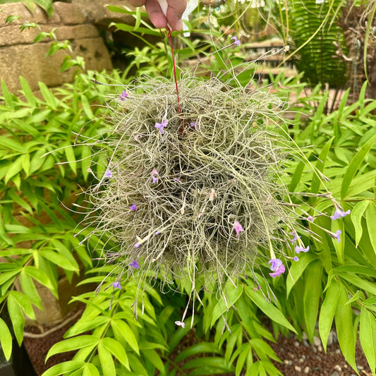 Specimen 8, One Available - Rainforest Flora