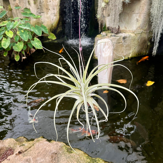 Specimen 8, One Available - Rainforest Flora