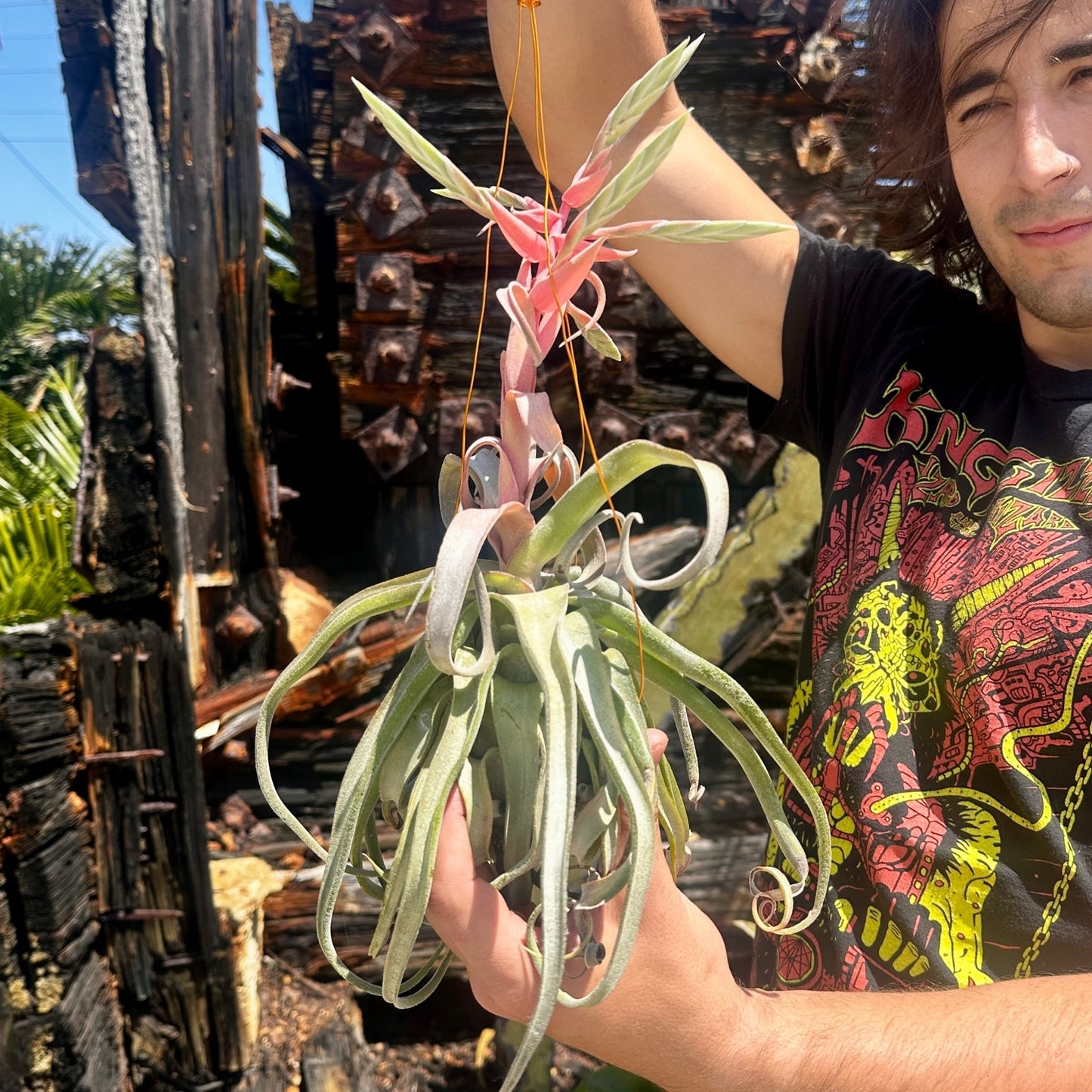 Specimen 9, One Available - Rainforest Flora