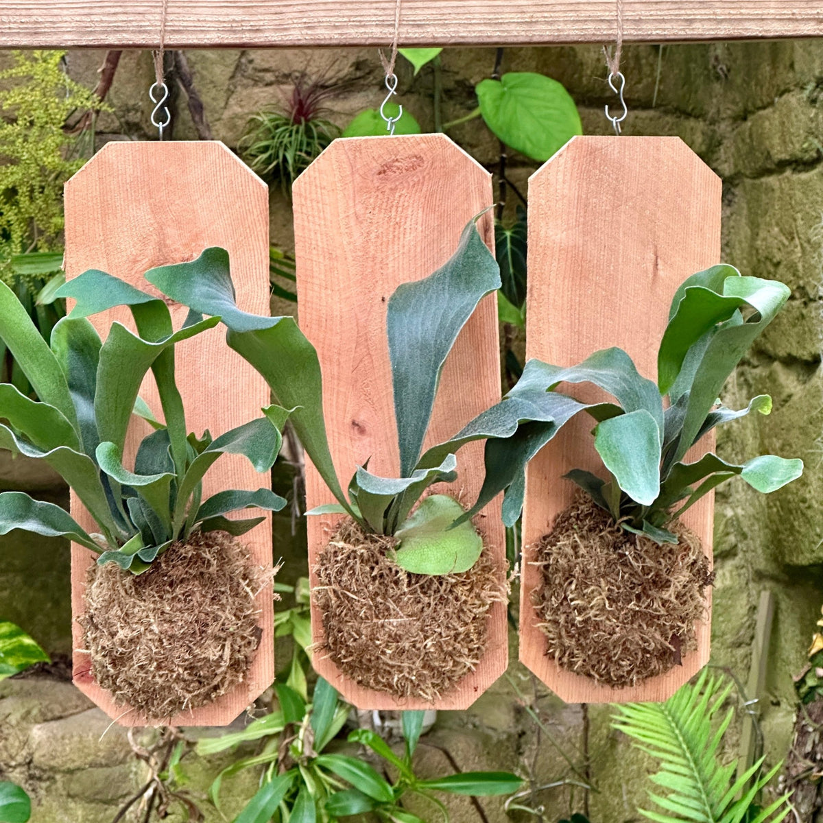 Staghorn Fern 'Netherlands' Mounted on Cedar - Rainforest Flora