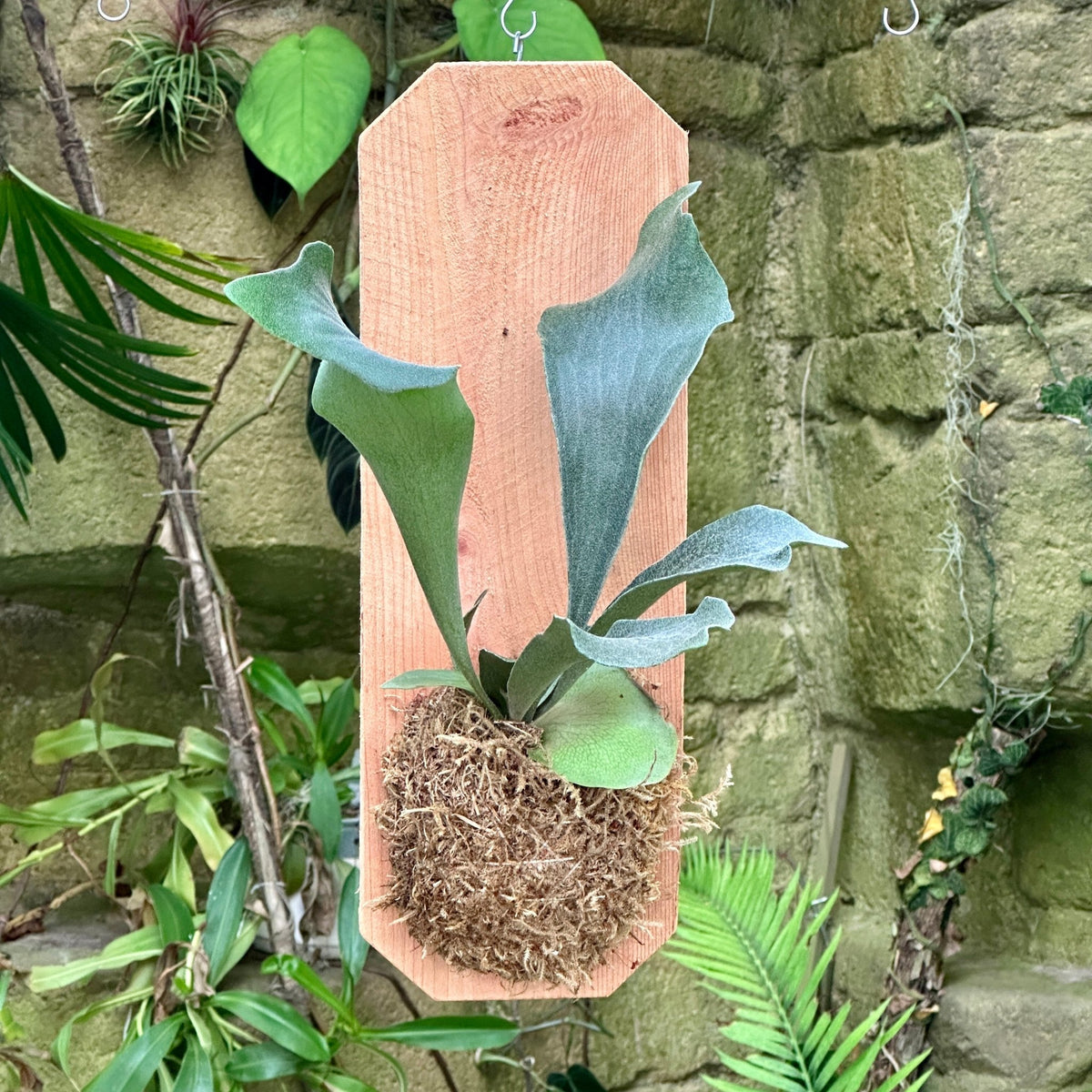 Staghorn Fern 'Netherlands' Mounted on Cedar - Rainforest Flora