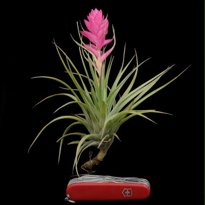 Tillandsia stricta