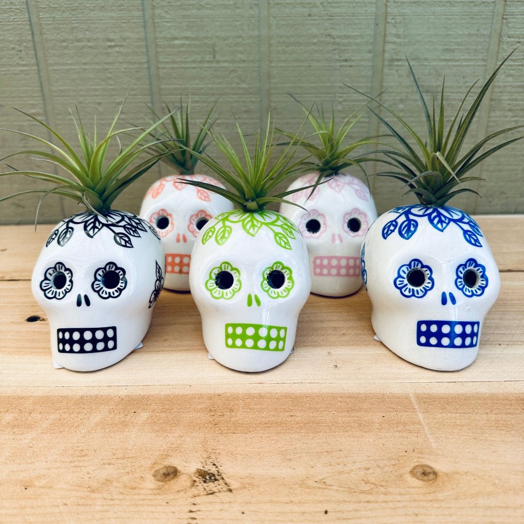 Sugar Skull Air Plant Holders – 3" White Calaveras in 5 Colors with Live Tillandsia - Rainforest Flora