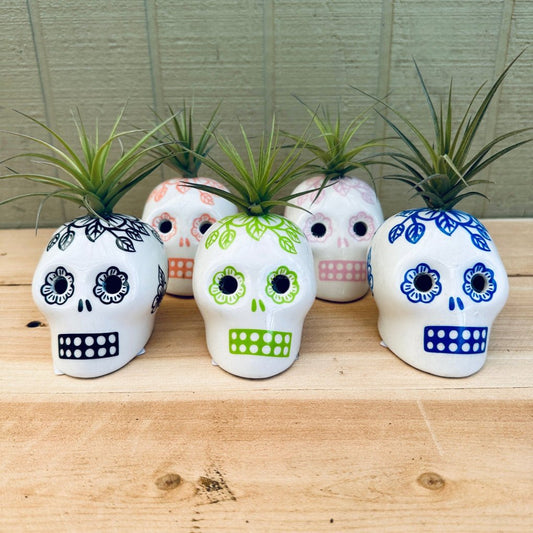 Sugar Skull Air Plant Holders – 3" White Calaveras in 5 Colors with Live Tillandsia - Rainforest Flora