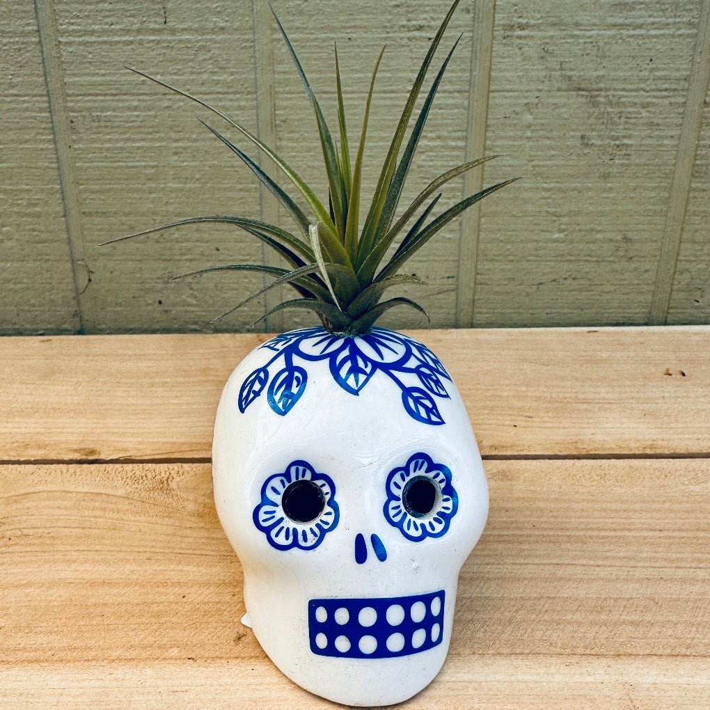 Sugar Skull Air Plant Holders – 3" White Calaveras in 5 Colors with Live Tillandsia - Rainforest Flora