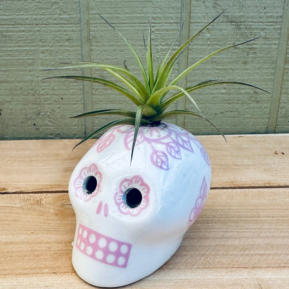 Sugar Skull Air Plant Holders – 3" White Calaveras in 5 Colors with Live Tillandsia - Rainforest Flora