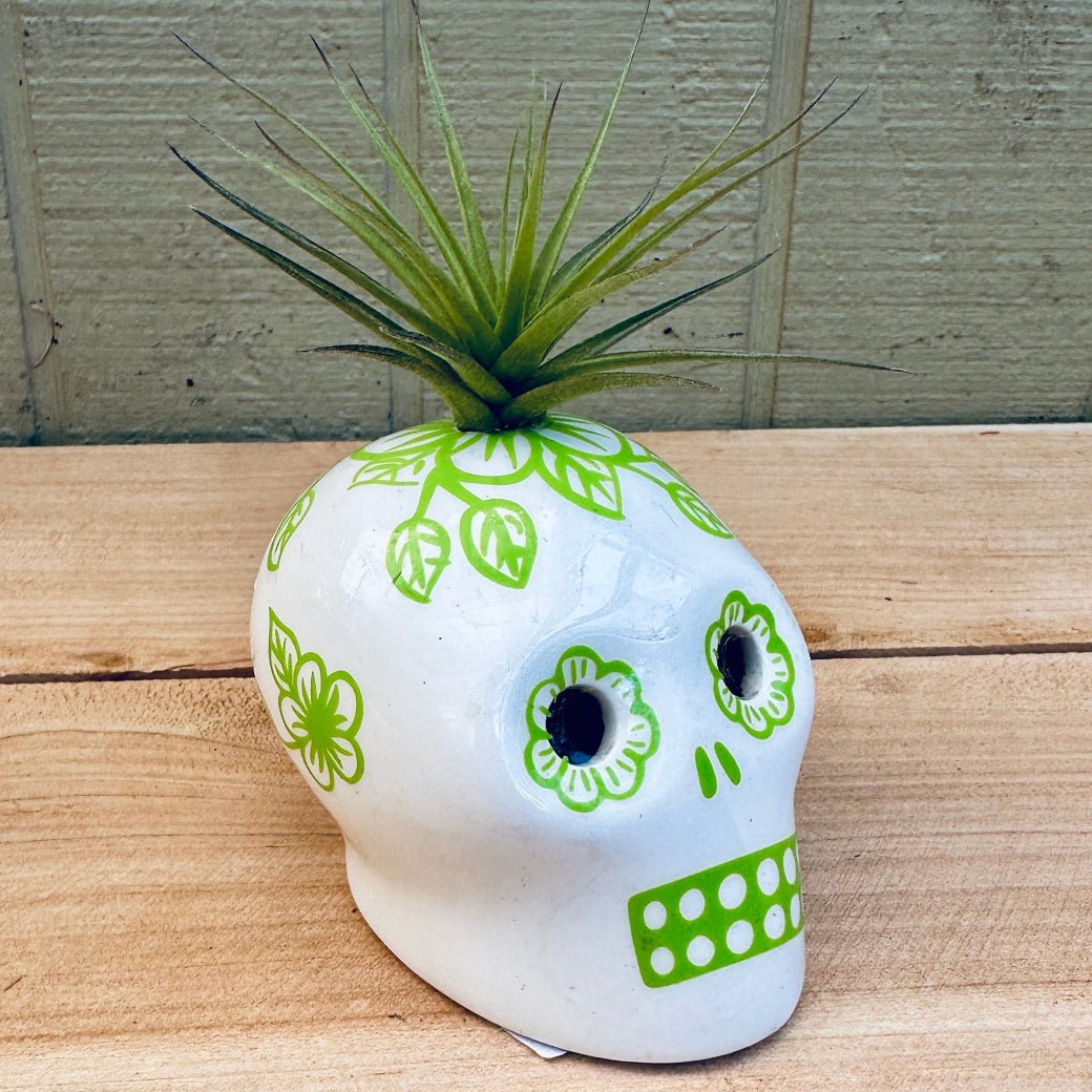 Sugar Skull Air Plant Holders – 3" White Calaveras in 5 Colors with Live Tillandsia - Rainforest Flora