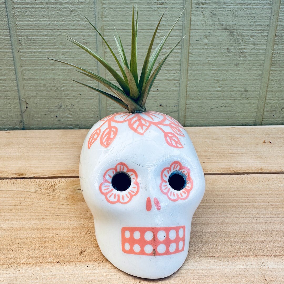 Sugar Skull Air Plant Holders – 3" White Calaveras in 5 Colors with Live Tillandsia - Rainforest Flora