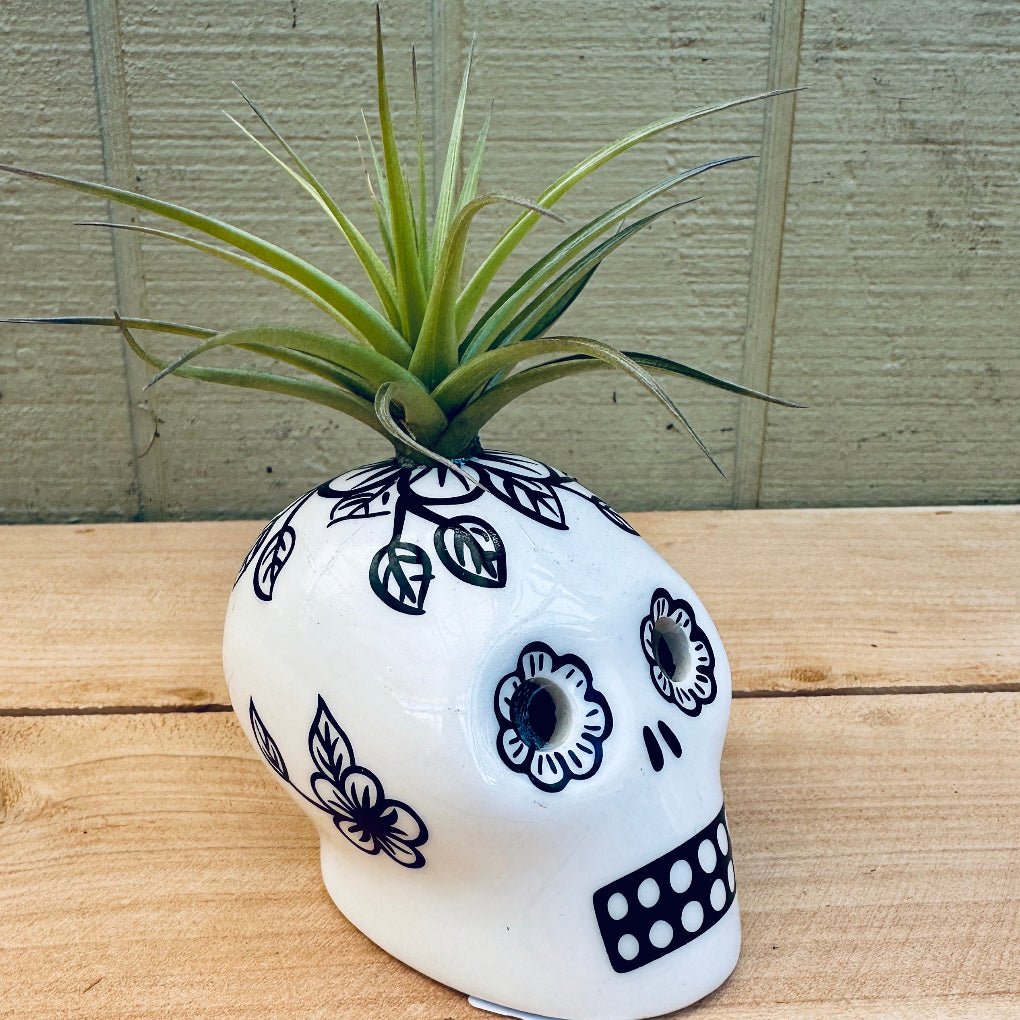 Sugar Skull Air Plant Holders – 3" White Calaveras in 5 Colors with Live Tillandsia - Rainforest Flora