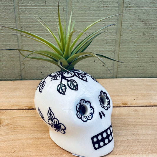 Sugar Skull Air Plant Holders – 3" White Calaveras in 5 Colors with Live Tillandsia - Rainforest Flora