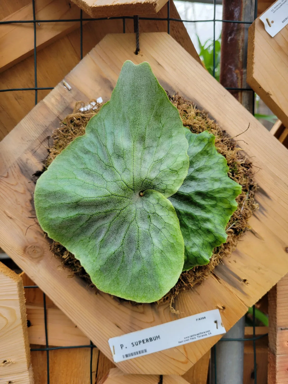 Platycerium superbum (Staghorn fern)