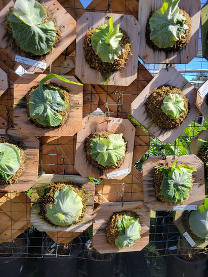 Platycerium superbum (Staghorn fern)