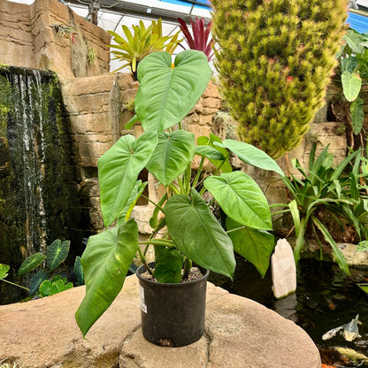 Syngonium chiapense - Rainforest Flora