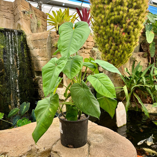 Syngonium chiapense - Rainforest Flora