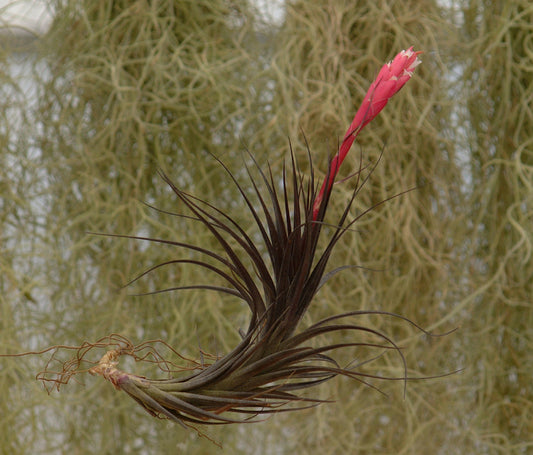 Tillandsia tenuifolia 'Amethyst'