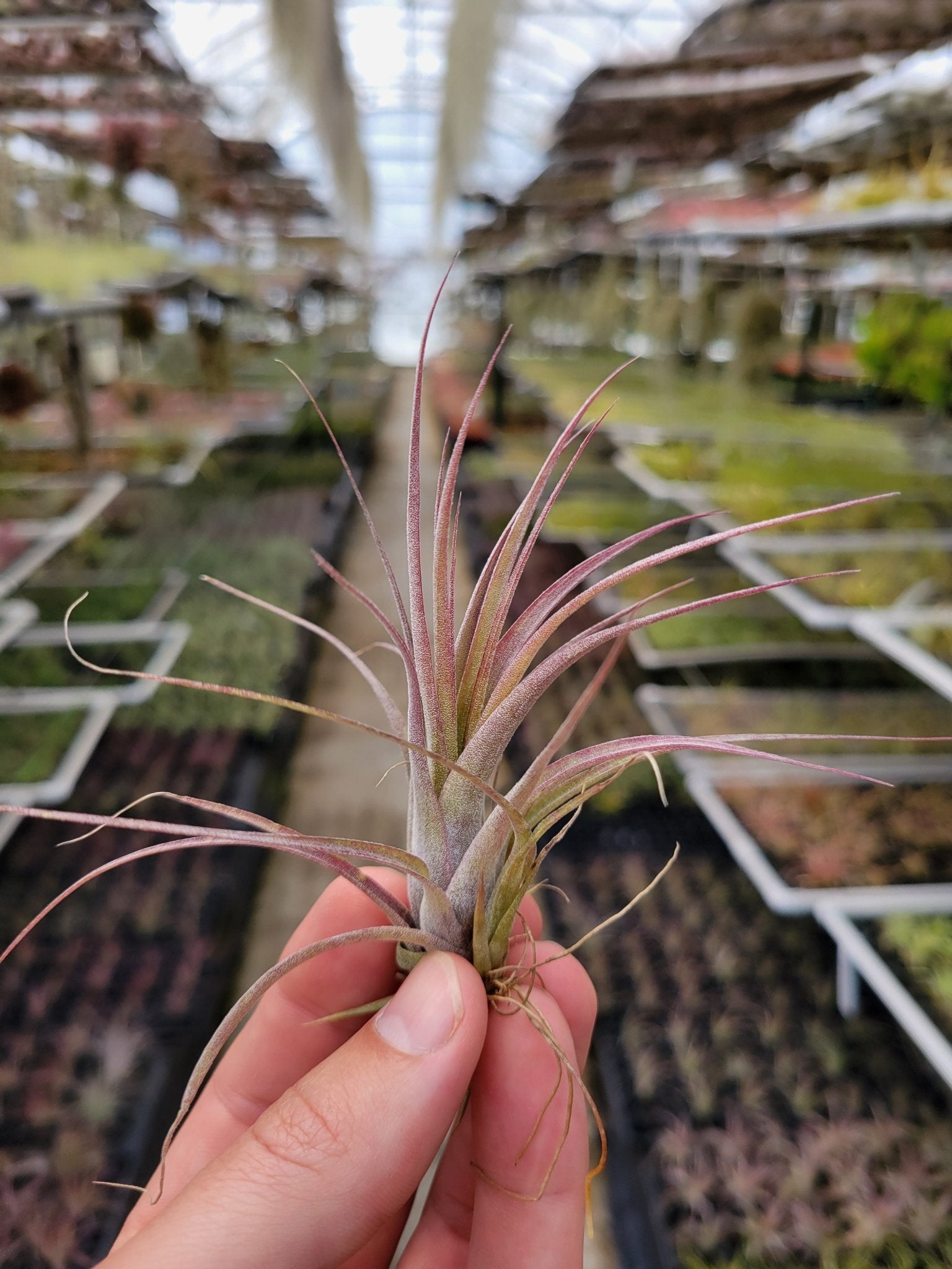 Tillandisa 'Eric Knobloch' - Rainforest Flora