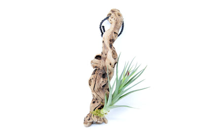Tillandsia 1 Mounted On Grapewood Hanging - Rainforest Flora