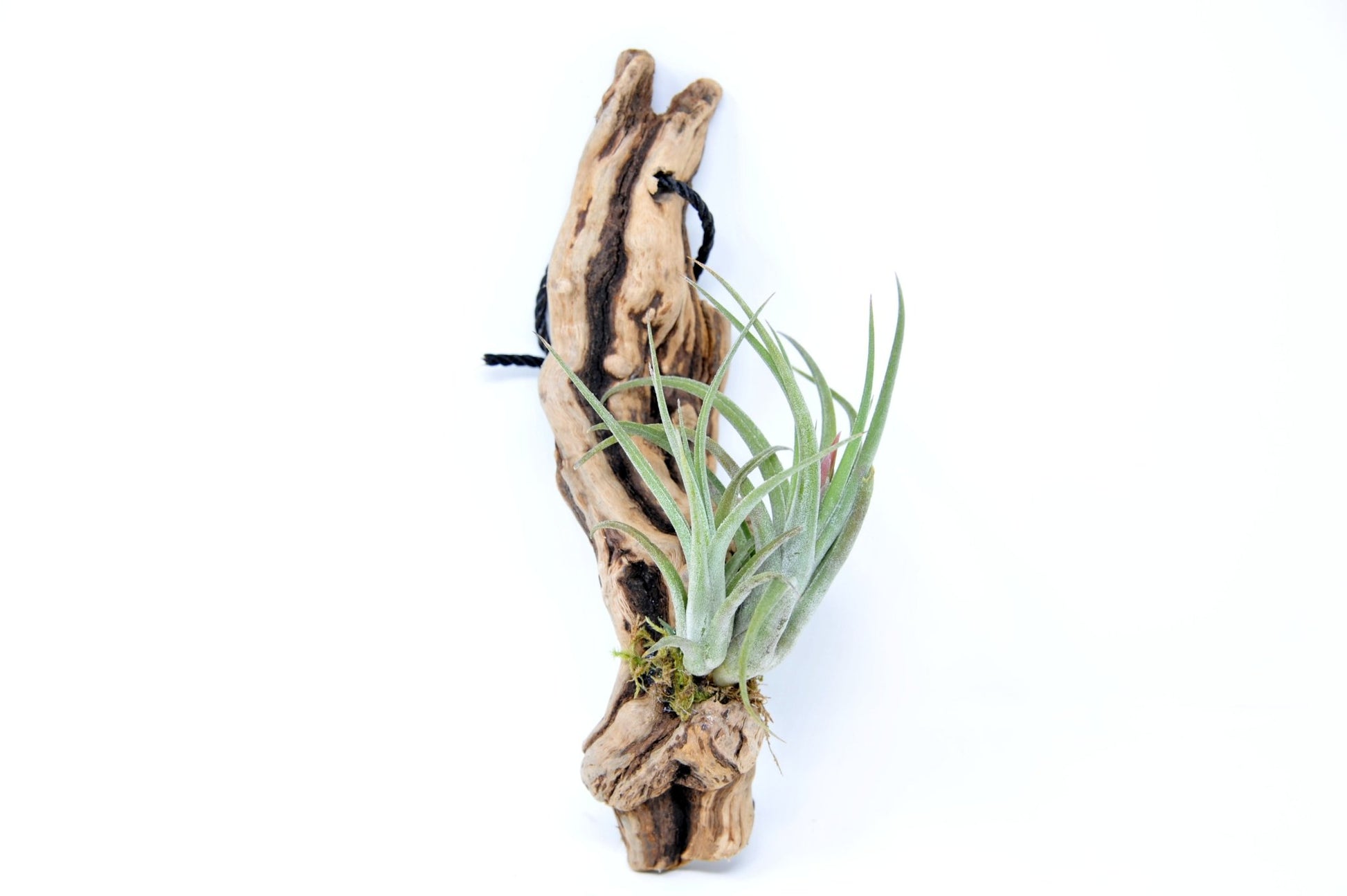 Tillandsia 1 Mounted On Grapewood Hanging - Rainforest Flora