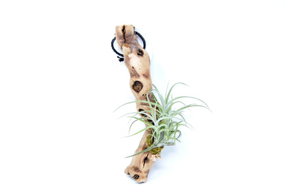Tillandsia 1 Mounted On Grapewood Hanging - Rainforest Flora