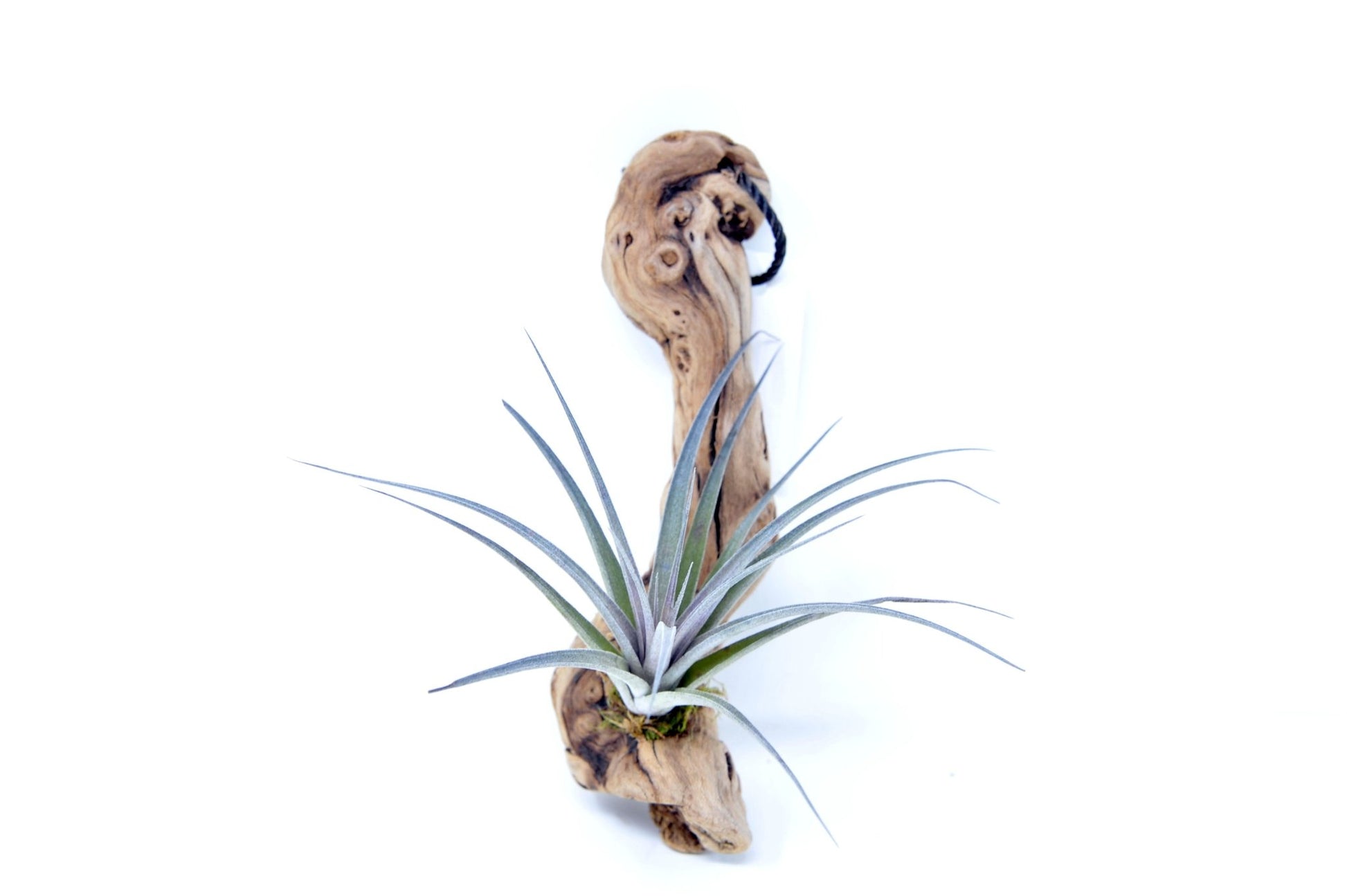 Tillandsia 1 Mounted On Grapewood Hanging - Rainforest Flora