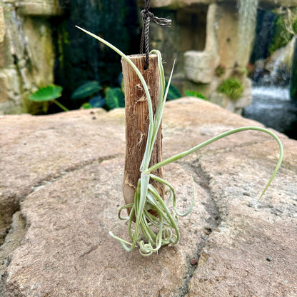 Tillandsia 1 Mounted On Grapewood Hanging - Rainforest Flora