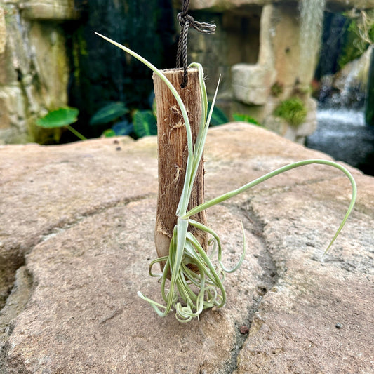 Tillandsia 1 Mounted On Grapewood Hanging - Rainforest Flora