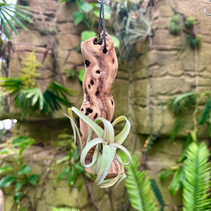 Tillandsia #1 Mounted On Grapewood Hanging - Rainforest Flora