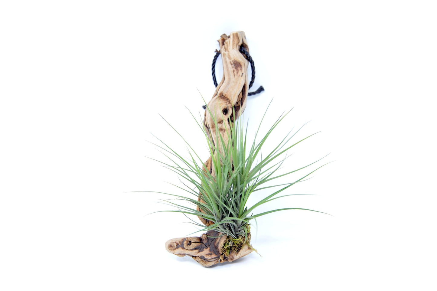 Tillandsia 1 Mounted On Grapewood Hanging - Rainforest Flora