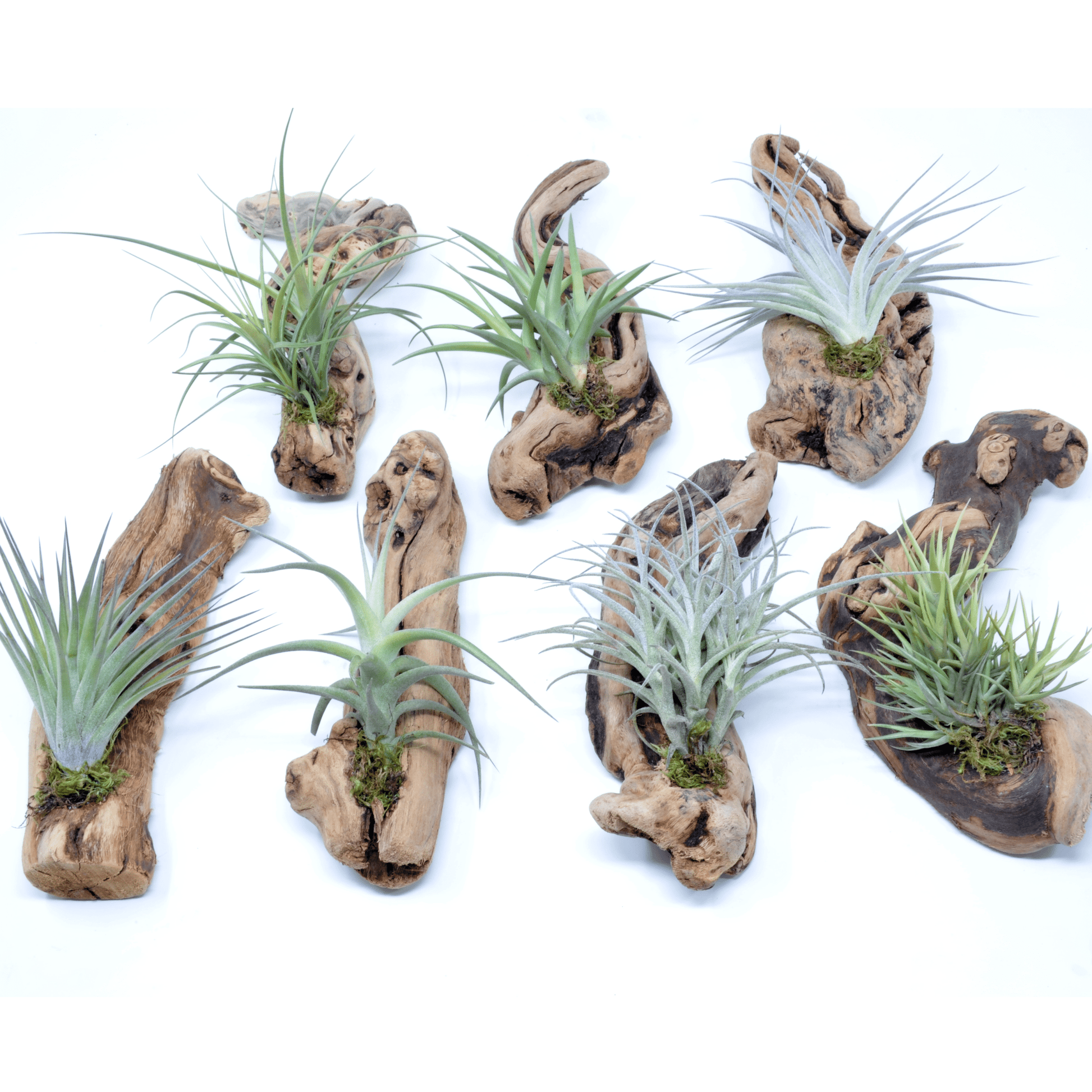 Tillandsia 1 Mounted On Grapewood Hanging - Rainforest Flora